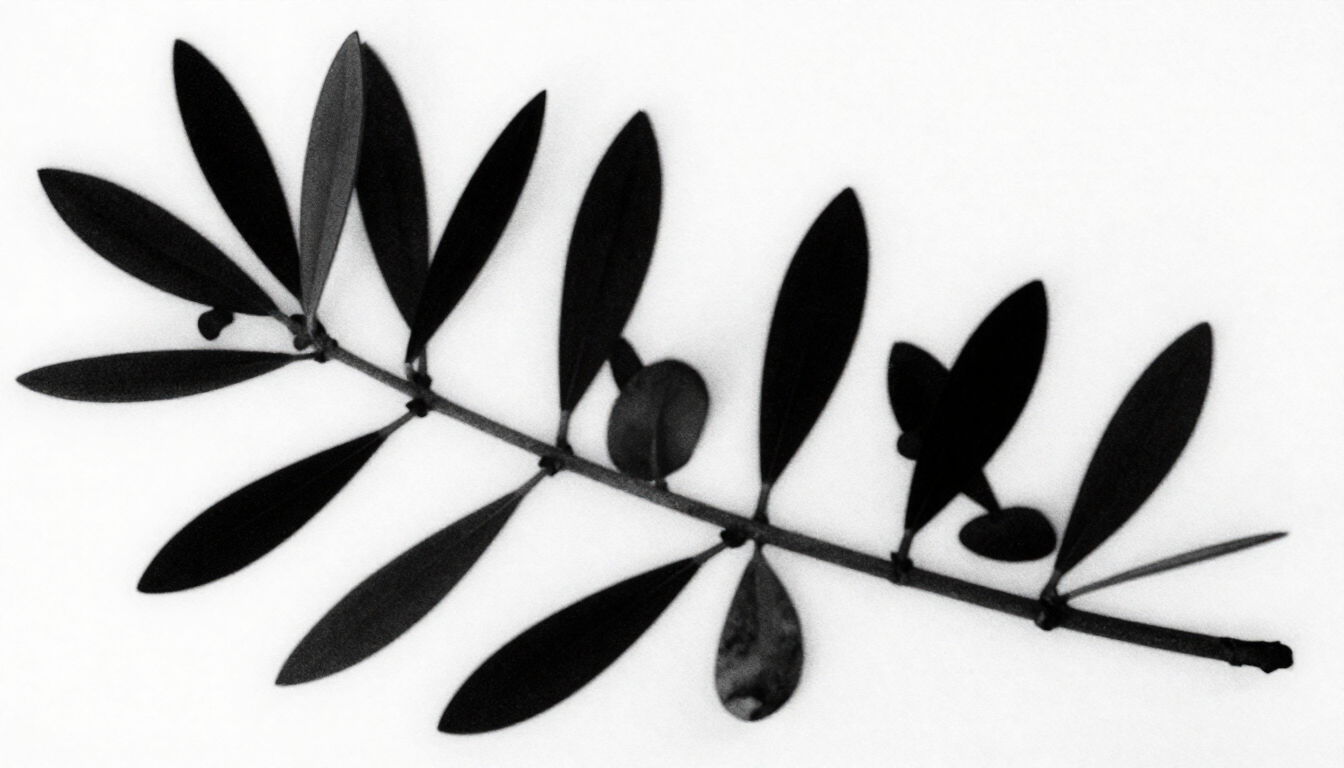 Composición artística en blanco y negro de ramas de olivo