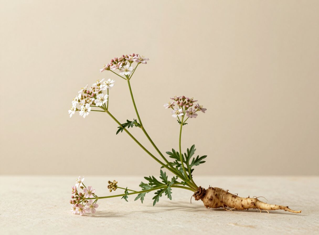 Valerian (Valeriana officinalis L.)