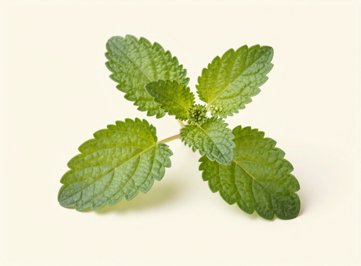 Lemon Balm (Melissa officinalis L.)